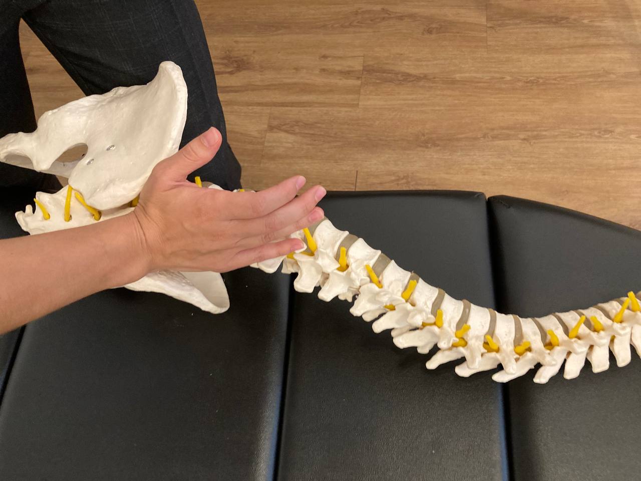 spine (2)