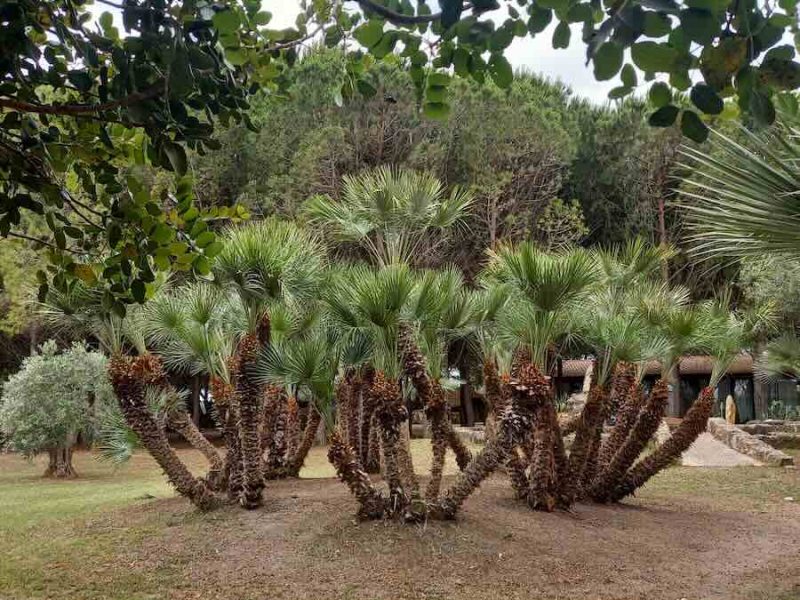palme-nane20