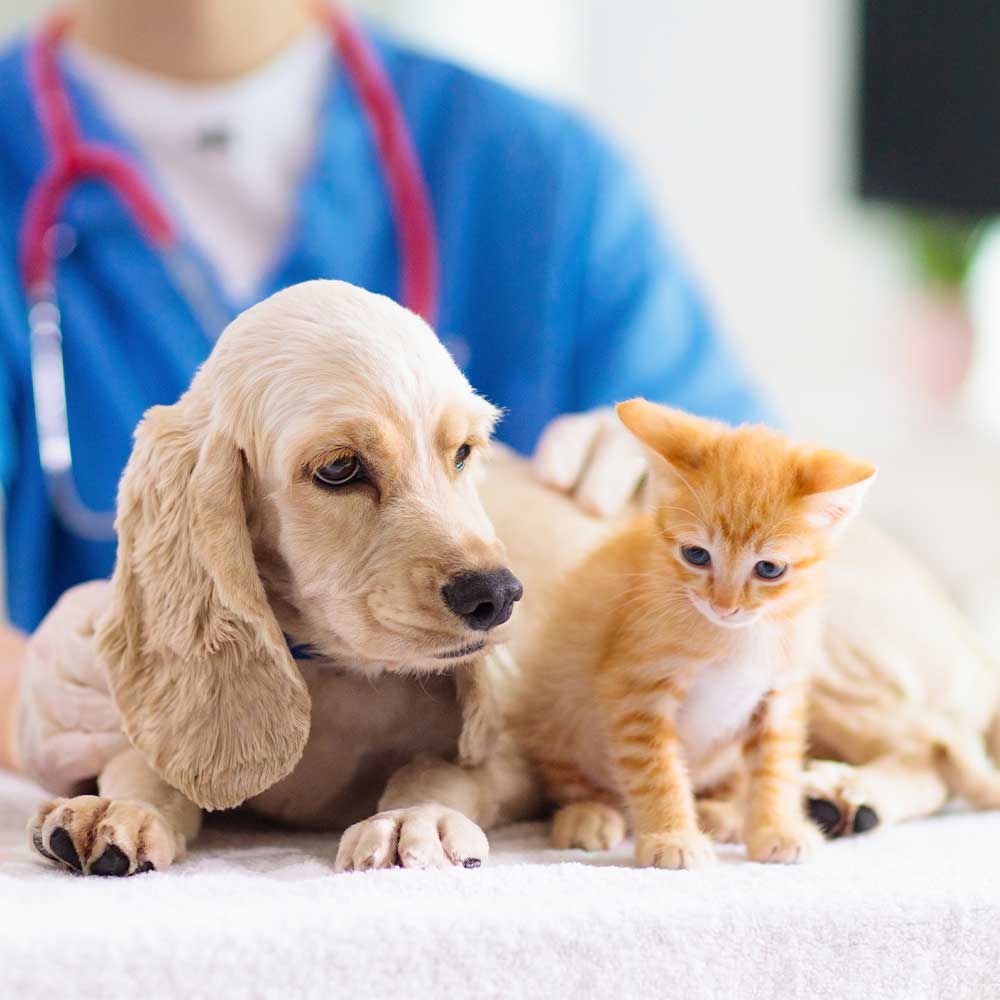 Medicalpet Ambulatorio Veterinario Brescia